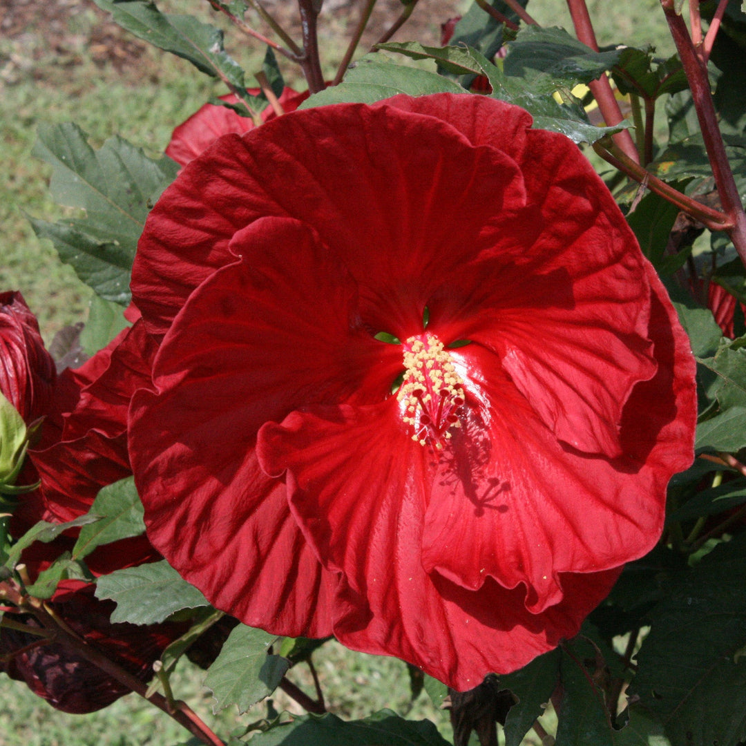 Hibiscus Cranberry Crush