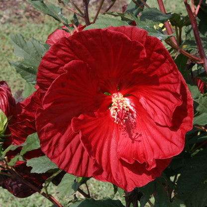 Hibiscus Cranberry Crush