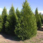 Leyland Cypress sapling for shade or privacy planting