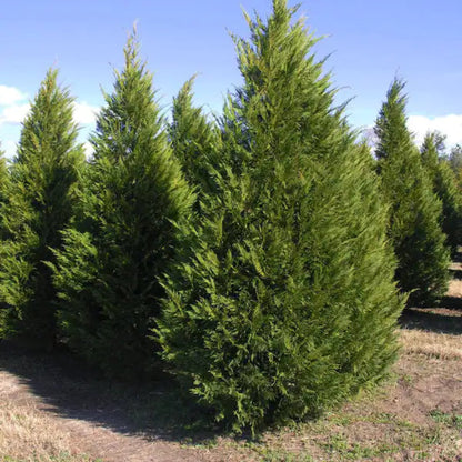Leyland Cypress sapling for shade or privacy planting