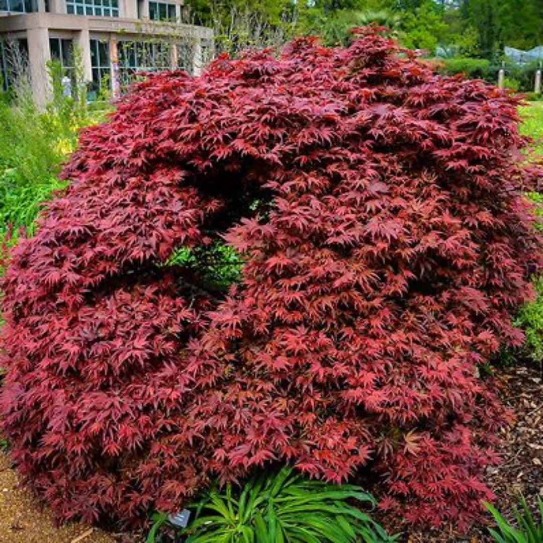 Shaina Japanese Maple