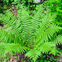 Dryopteris crassirhizoma fern in garden setting