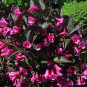 Shining Sensation Weigela