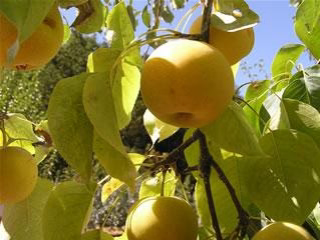 Asian Pear Tree Plant - &