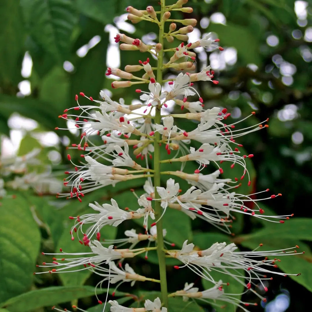 White Buckeye (Bottlebrush Buckeye)