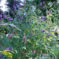 Butterfly Bush, Dark Reddish Purple Flowers