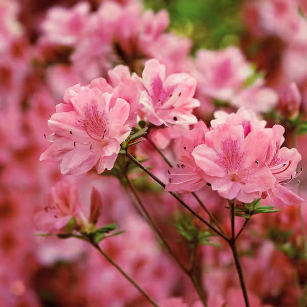 Pink Blooming Azalea – Evergreen Flowering Shrub