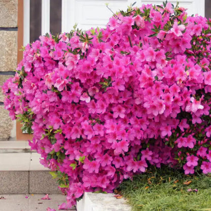 Judge Solomon Azalea