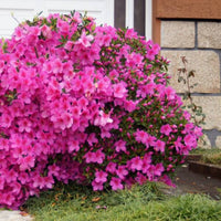 Buy Hybrid Judge Solomon Azalea Plants & Trees Online | Pixies Gardens
