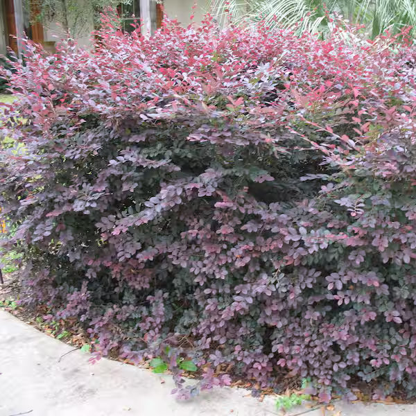 Carolina Midnight Loropetalum