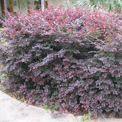 Carolina Midnight Loropetalum