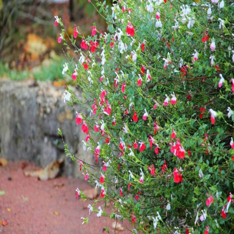 Salvia microphyla &