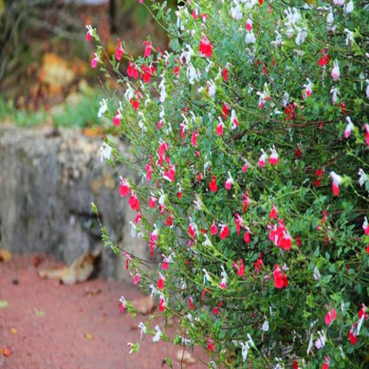 Salvia microphyla &