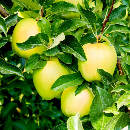 Golden Delicious apples close-up