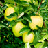 Golden Delicious apples close-up