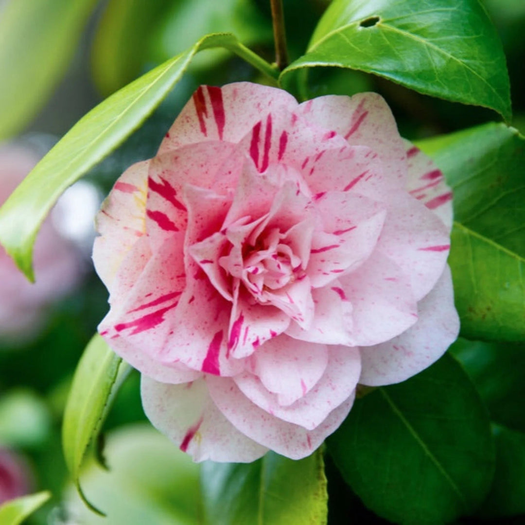 La Peppermint Camellia Japonica