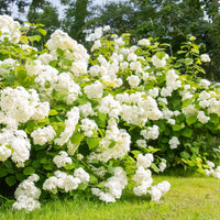 Perfect garden flowers in White Wedding Hydrangea plant