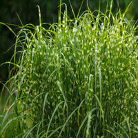 Zebra Grass