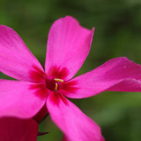Phlox Subulata 'Scarlet Flame'