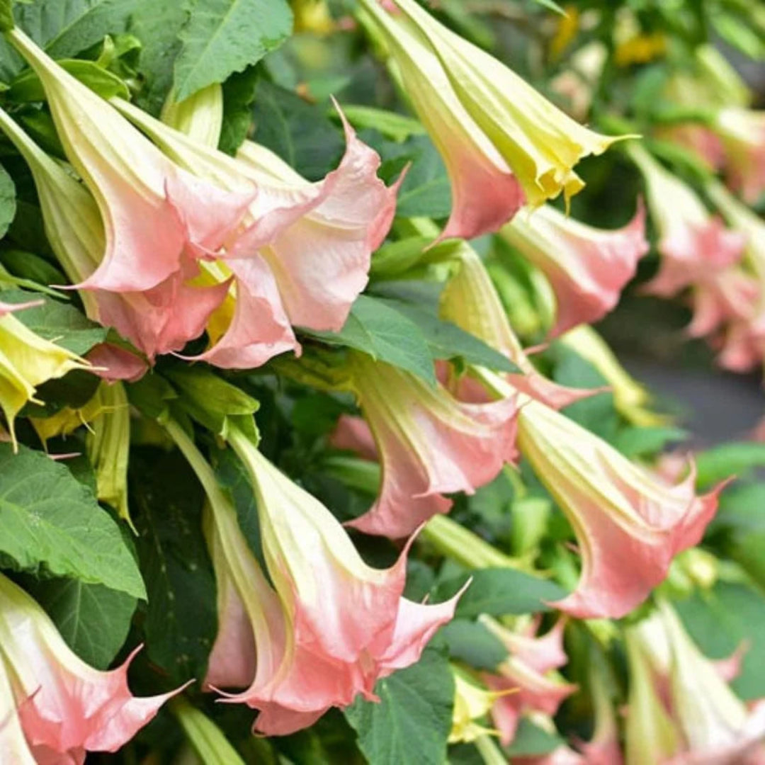 Pink Angel’s Trumpet plant in full bloom