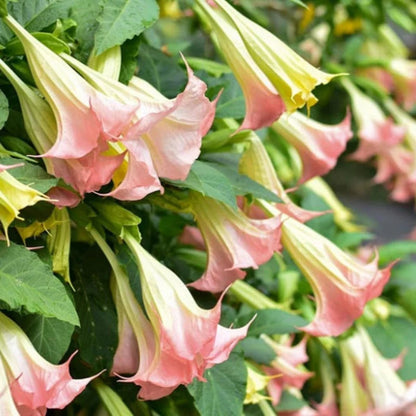 Pink Angel’s Trumpet plant in full bloom