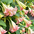 Pink Angel’s Trumpet plant in full bloom