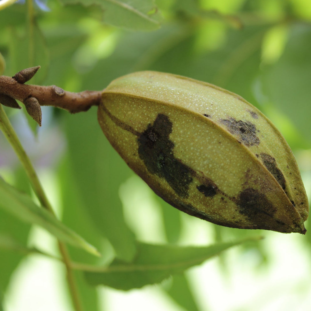 Ellis Pecan Tree