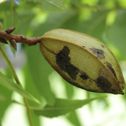 Ellis Pecan Tree