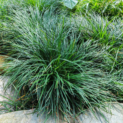 Ophiopogon Japonicus &