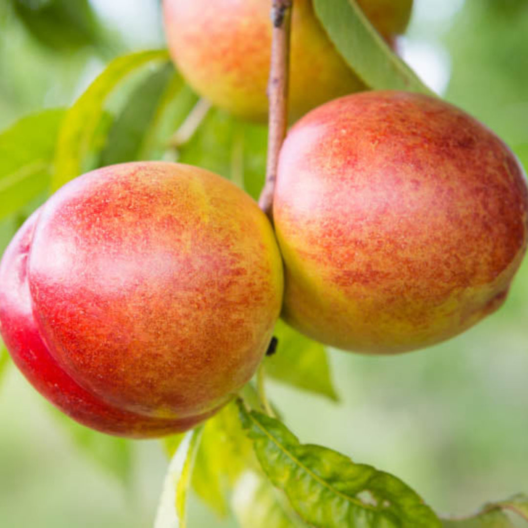 Mayfire Nectarine Tree