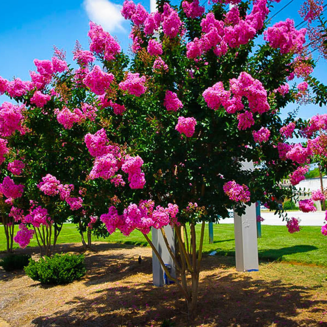 Blooming Sioux Crape Myrtle in garden landscape