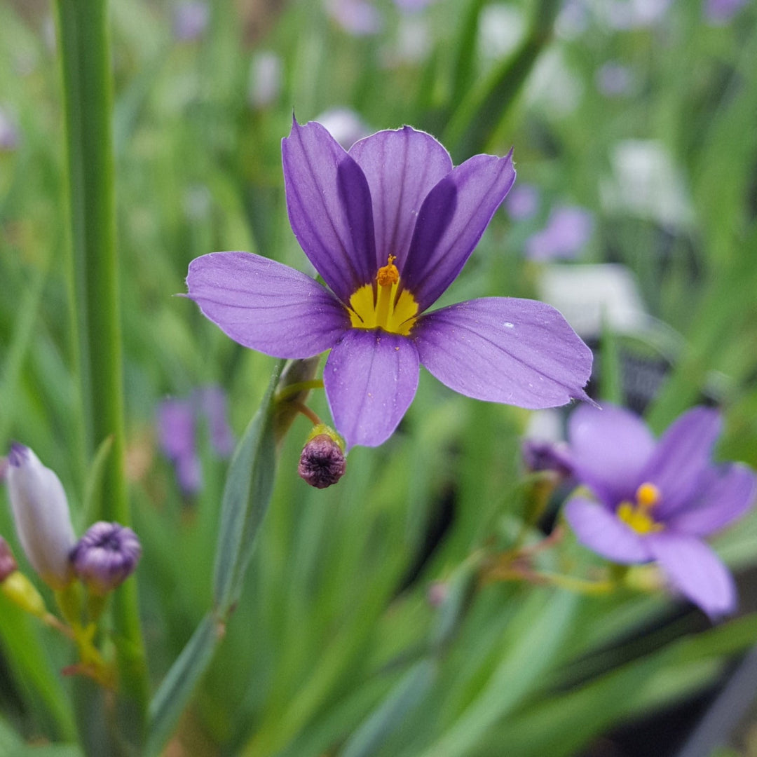 Sisyrinchium angustifolium &