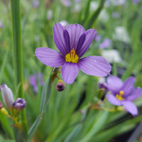 Sisyrinchium angustifolium 'Lucerne' Blue Eyed - [EG]