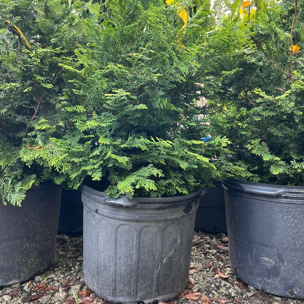 Slender Hinoki Cypress