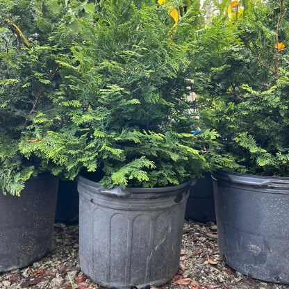 Slender Hinoki Cypress