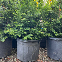 Slender Hinoki Cypress evergreen conifer tree planted as a decorative landscape accent