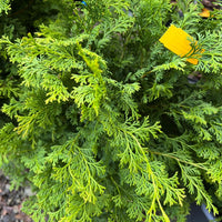 Young Hinoki Cypress tree displaying narrow upright form suitable for small gardens