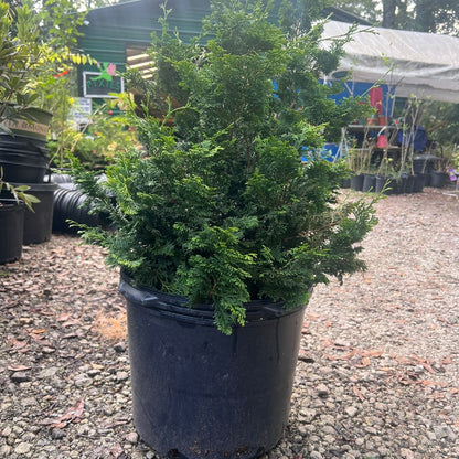 Slender Hinoki Cypress
