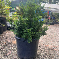 Slender Hinoki Cypress evergreen tree with upright narrow growth in a landscaped garden setting
