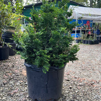 Close view of Hinoki Cypress foliage showing soft green textured evergreen branches