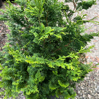 Mature Hinoki Cypress evergreen conifer with dense green foliage and elegant vertical shape
