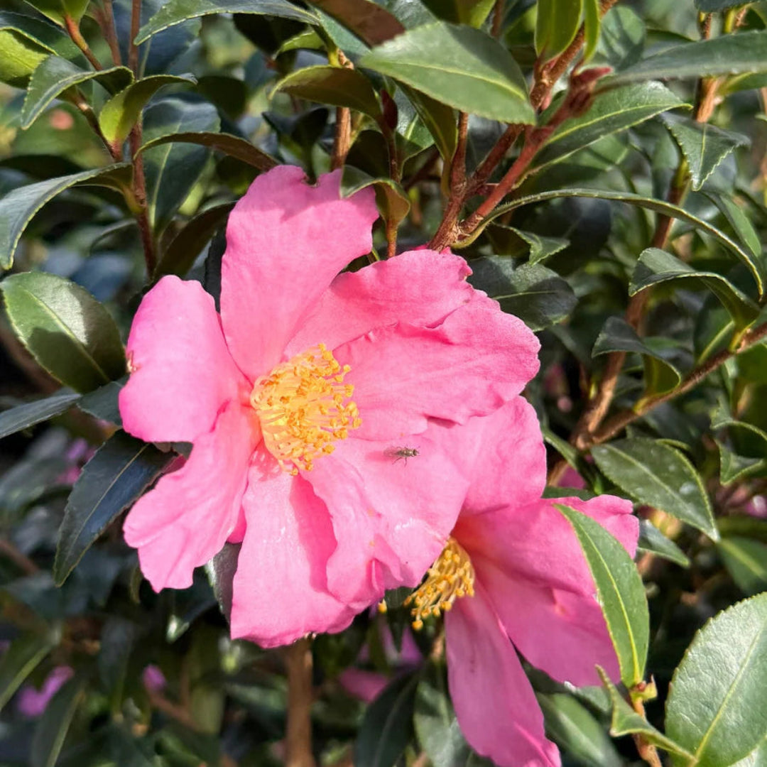 Slim N Trim Camellia