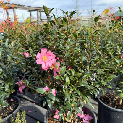 Slim N Trim Camellia