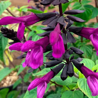 Salvia guarantica Bodacious 'Smokey Jazz' - [EG]