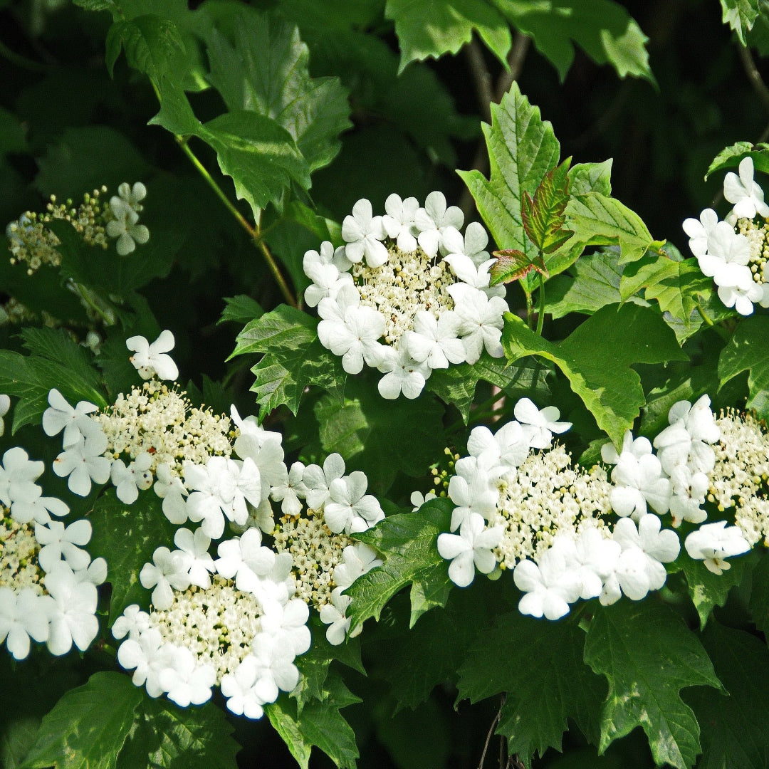 Summer Snowflake Viburnum Shrub
