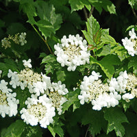 Summer Snowflake Viburnum Shrub Blooming in Layers with Green Foliage