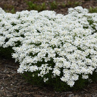 Snowsation Iberis hardy perennial groundcover