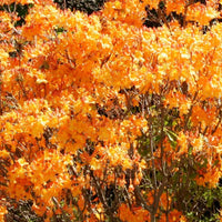 Solar Glow azalea flowering shrub adding vibrant color to garden borders