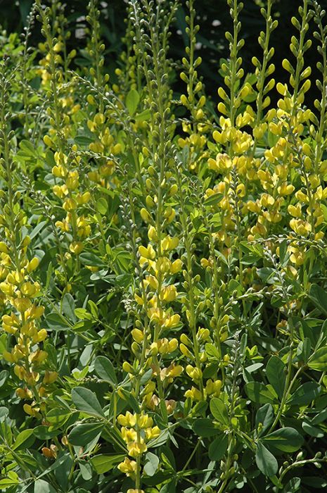 Baptisia Prairieblues Solar Flare