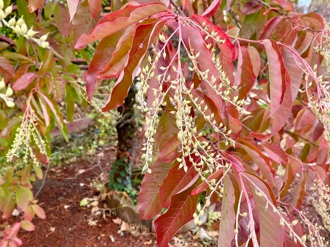 Sourwood Plant